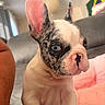 french_bulldog, puppy, dog, blue_eyes, close_up, indoor, pet, cute, pink_ear, fur, animal, portrait, sitting, soft_blanket, couch, curious, small_dog, young, domestic_animal, companion