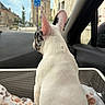 animal, black_spots, blanket, buildings, car, city, companion, cozy, daylight, dog, ears, interior, looking_out, pet, road_sign, seat, street, travel, white, window