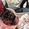Brahma participe au concours pour gagner de l'argent avec cette photo : animal, blanket, blue_eyes, car_interior, close_up, cute, dog, domestic_animal, ears, french_bulldog, fur, indoors, paw_prints, pet, puppy, resting, side_profile, snout, whiskers, young