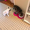 animal, cat, companion, cute, dog, feeding, floor, food_bowl, indoor, kitchen, pet, pet_bed, pink_mat, sitting, tabby_cat, tiled_floor, toy, waiting, wall, white_dog