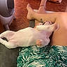 puppy, dog, person, legs, shorts, patterned_clothing, couch, indoor, floor, tile_floor, pet_accessory, relaxing, playful, white_dog, paw, tattoo, ankle_bracelet, living_room, furniture, resting