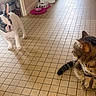 Gwen participe au concours pour gagner de l'argent avec cette photo : french_bulldog, puppy, tabby_cat, cat, dog, kitchen, tiled_floor, pet_bowl, food_bowl, curious, indoor, animal, pet, floor, ears, whiskers, collar, domestic, animal_pair, looking