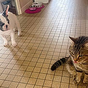 Gwen participe au concours pour gagner de l'argent avec cette photo : french_bulldog, puppy, tabby_cat, cat, dog, pet, indoor, tile_floor, food_bowls, curious, playful, tongue_out, animal, domestic, companions, floor_tiles, kitchen, young_dog, striped_cat, cute
