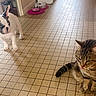 animal, cat, companions, curious, cute, dog, domestic, floor_tiles, food_bowls, french_bulldog, indoor, kitchen, pet, playful, puppy, striped_cat, tabby_cat, tile_floor, tongue_out, young_dog
