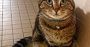 Gwen a rejoint le concours — aidez-le/la à gagner de superbes lots ! cat, tabby, pet, indoor, floor, tile, collar, bell, feline, whiskers, ears, green_eyes, curious, sitting, animal, fur, striped, wall, closeup, domestic