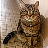 animal, bell, cat, closeup, collar, curious, domestic, ears, feline, floor, fur, green_eyes, indoor, pet, sitting, striped, tabby, tile, wall, whiskers