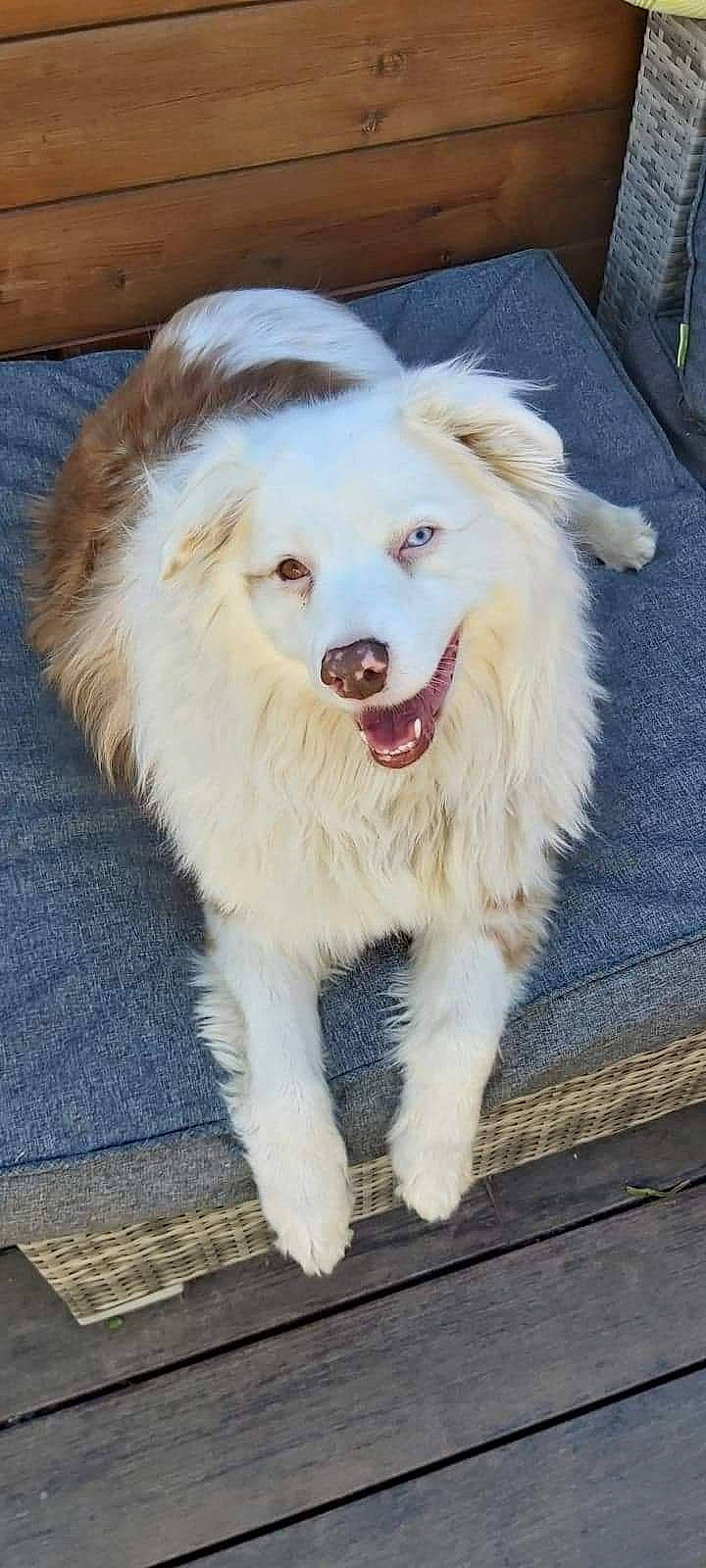 Laïa a rejoint le concours — aidez-le/la à gagner de superbes lots ! ancient_dog_breeds, canidae, carnivore, companion_dog, dog, dog_breed, fang, fur, herding_dog, non_sporting_group, paw, shout, snout, spitz, sporting_group, volpino_italiano, whiskers, working_dog