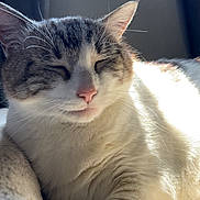 Tuna joined the competition — help win amazing prizes! bed, blanket, cat, close_up, cozy, curtain, domestic, feline, fur, indoor, paw, pet, pink_nose, portrait, relaxed, sleeping_cat, squinting_eyes, sunlight, whiskers, window