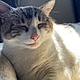 bed, blanket, cat, close_up, cozy, curtain, domestic, feline, fur, indoor, paw, pet, pink_nose, portrait, relaxed, sleeping_cat, squinting_eyes, sunlight, whiskers, window