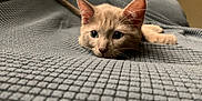 Churro is registered to the contest to win money with this photo: kitten, cat, pet, animal, feline, lying_down, blanket, texture, soft, indoor, close_up, whiskers, ears, cute, resting, fur, young, domestic_animal, eyes, cozy