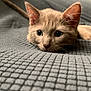kitten, cat, pet, animal, feline, lying_down, blanket, texture, soft, indoor, close_up, whiskers, ears, cute, resting, fur, young, domestic_animal, eyes, cozy