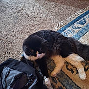 Gus Gus is registered to the contest to win money with this photo: cat, black_and_white, fluffy, carpet, rug, backpack, indoor, furniture, cabinet, floor, pet, animal, relaxed, lying_down, household, cozy, domestic, fur, whiskers, paws
