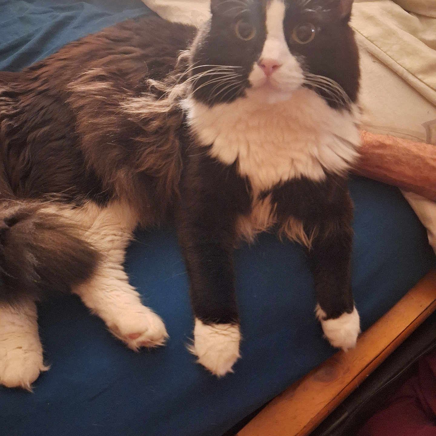 Gus Gus