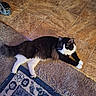 Gus Gus is registered to the contest to win money with this photo: cat, black_and_white, fluffy, lying_down, indoor, rug, tile_floor, pet, domestic_animal, fur, whiskers, relaxed, looking_away, cozy, home_interior, flooring, patterned_rug, paws, animal, curious