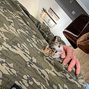 Princesses is registered to the contest to win money with this photo: animal, camouflage, carpet, casual_clothing, cat, cozy, curious, doorway, furniture, hand, home, hoodie, indoor, kitten, light_switch, person, pet, pocket, tattoo, wall_art