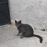 Angel participe au concours pour gagner de l'argent avec cette photo : cat, gray_cat, animal, pet, outdoor, concrete, wall, door, yellow_eyes, sitting, alert, feline, whiskers, tail, texture, urban, street, quiet, alone, curious