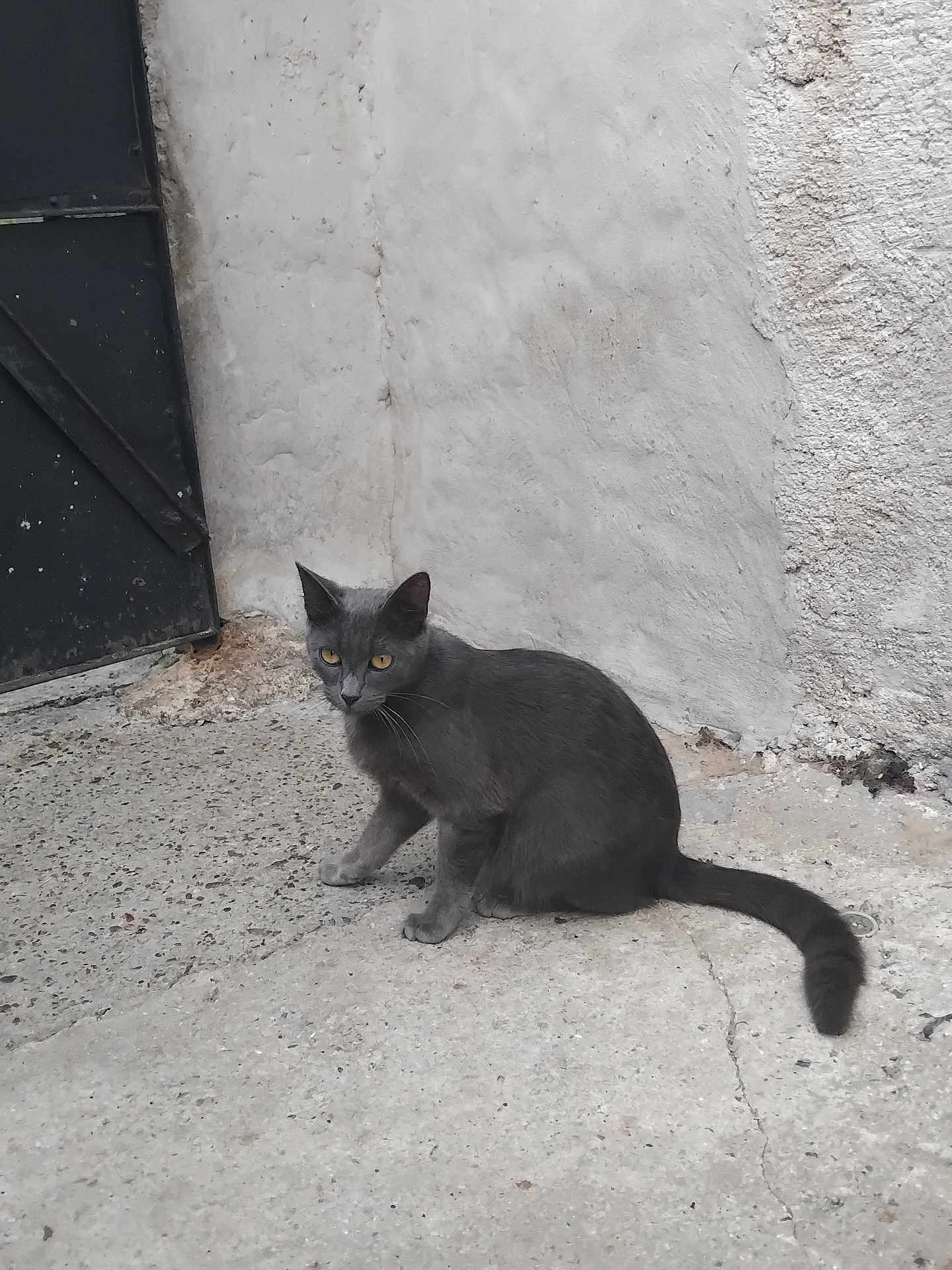 Angel participe au concours pour gagner de l'argent avec cette photo : cat, gray_cat, animal, pet, outdoor, concrete, wall, door, yellow_eyes, sitting, alert, feline, whiskers, tail, texture, urban, street, quiet, alone, curious