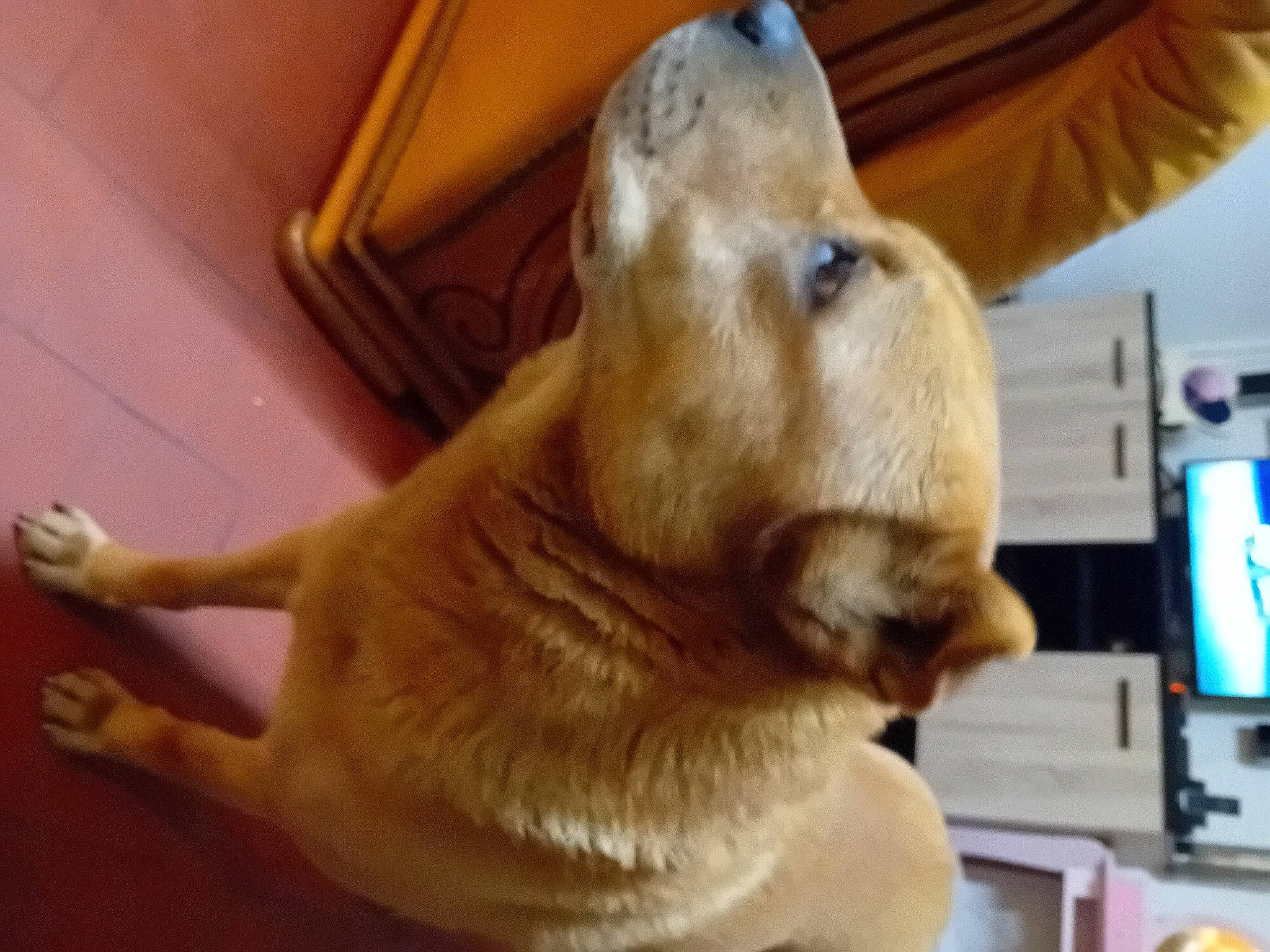 Scooby a rejoint le concours — aidez-le/la à gagner de superbes lots ! canidae, carnivore, collar, companion_dog, dog, dog_breed, dog_collar, ear, fawn, felidae, fur, paw, retriever, small_to_medium_sized_cats, snout, sporting_group, tail, whiskers, wood, working_animal