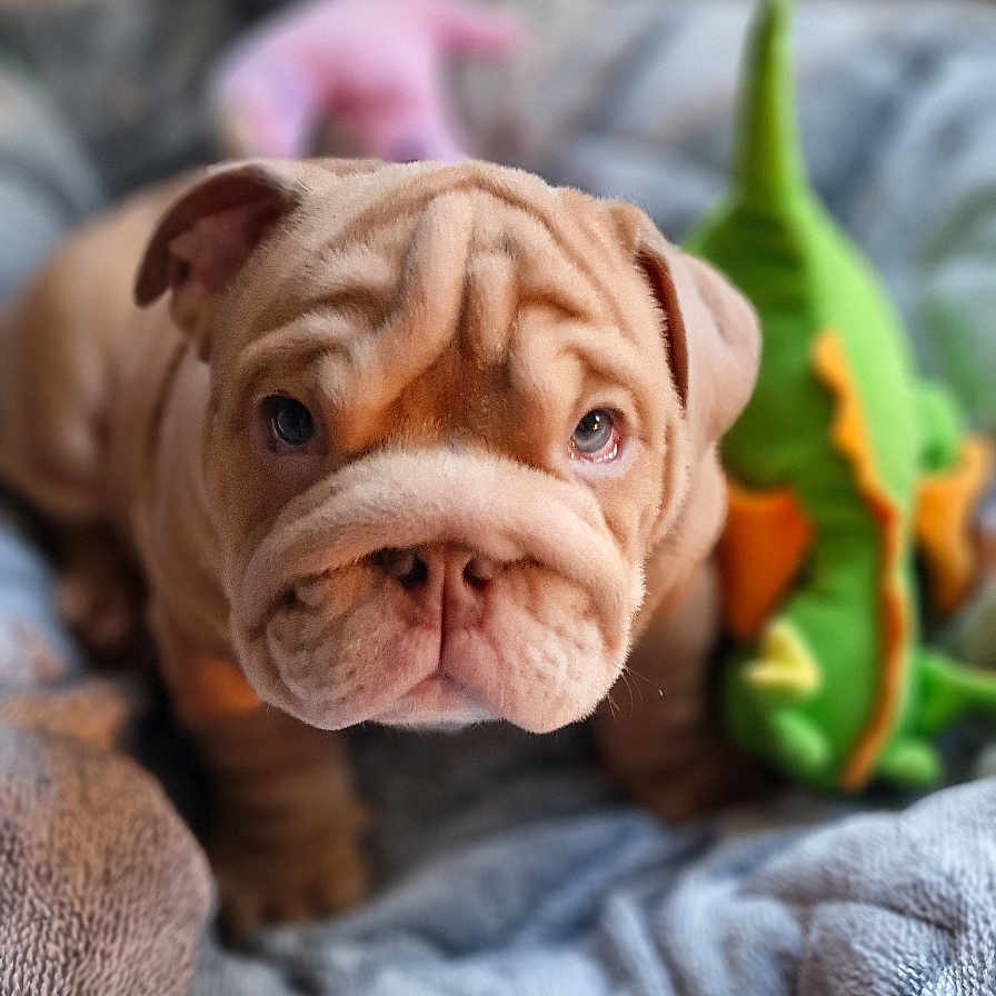 Stavros Fat Boi is registered to the contest to win money with this photo: animal, baby, blanket, boxer, bulldog, canine, couch, dog, frenchbulldog, furniture, hound, person, pet, pitbull, pug, puppy, quilt