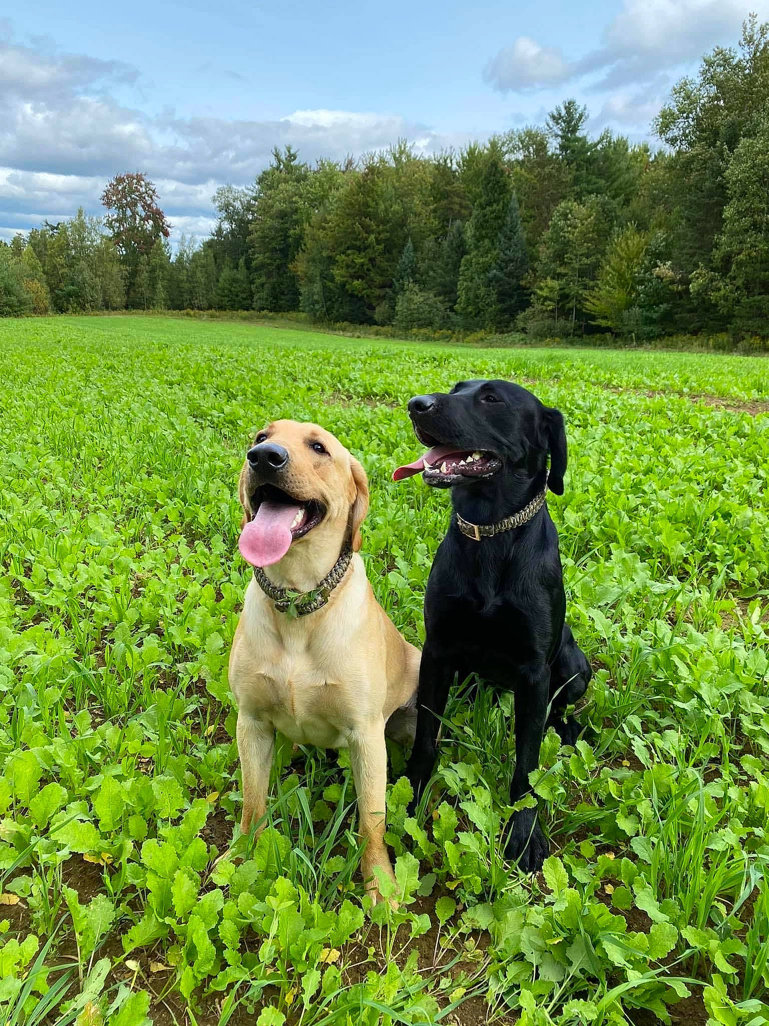 Sullivan joined the competition — help win amazing prizes! carnivore, cloud, collar, companion_dog, dog, dog_breed, dog_collar, fawn, grass, grassland, green, gun_dog, meadow, plant, prairie, sky, sporting_group, tail, tree, working_animal