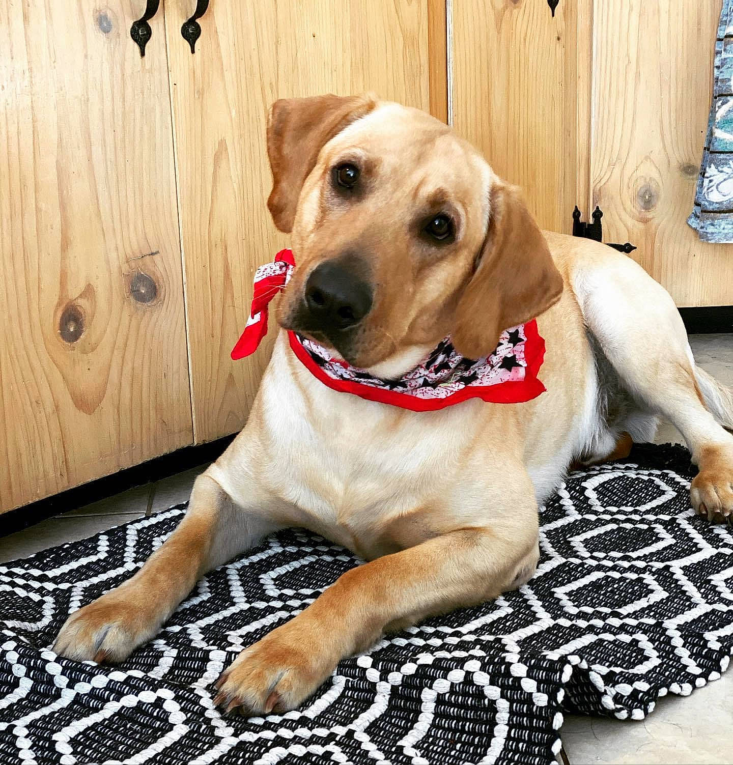 Sullivan is registered to the contest to win money with this photo: carnivore, collar, companion_dog, dog, dog_breed, dog_clothes, dog_collar, dog_supply, fawn, flooring, fur, happy, hardwood, leash, pattern, paw, pet_supply, whiskers, wood, working_animal