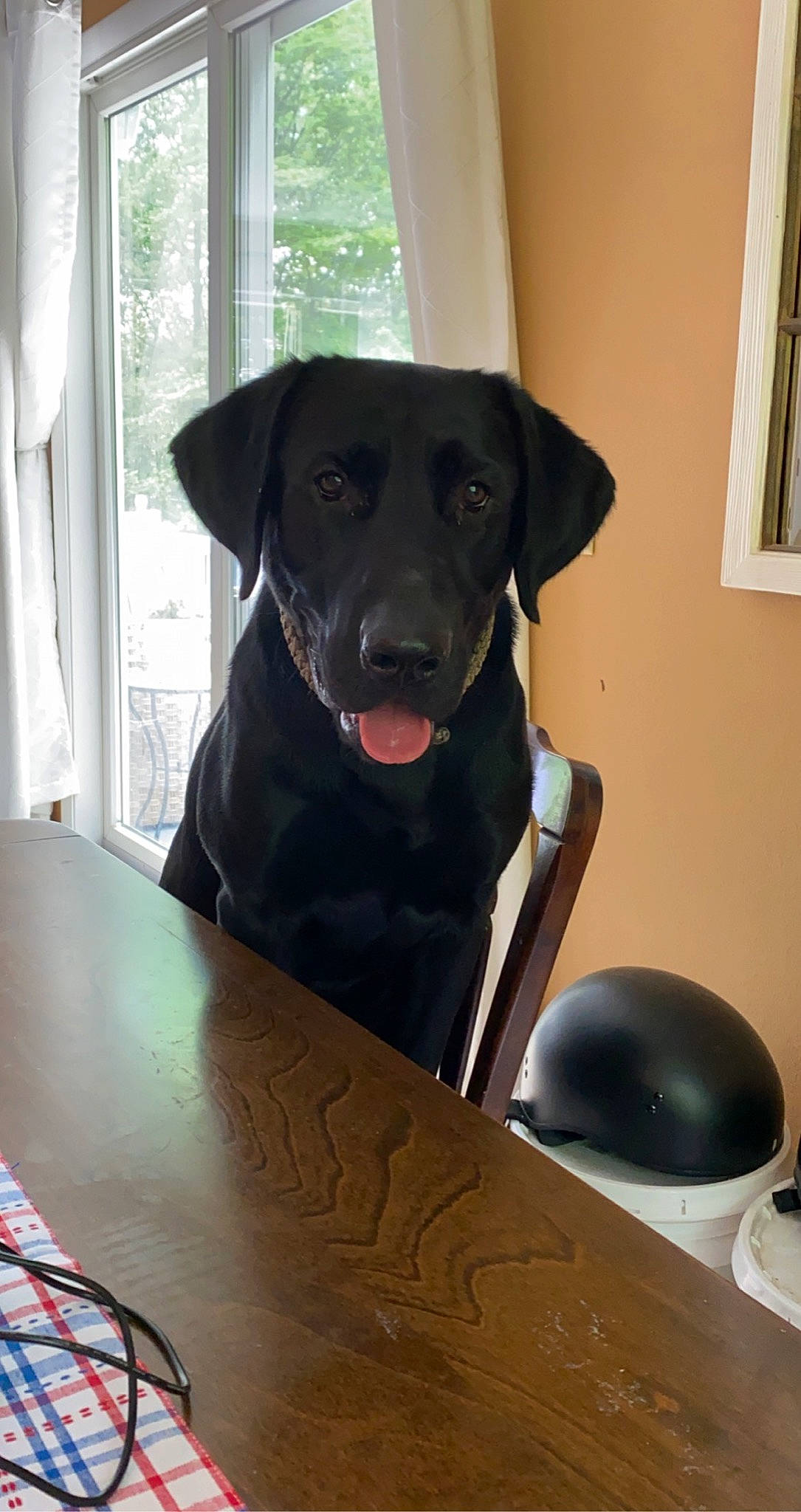 Chief is registered to the contest to win money with this photo: carnivore, chair, collar, companion_dog, curtain, dog, dog_breed, dog_collar, fawn, floor, flooring, gun_dog, picture_frame, snout, sporting_group, table, whiskers, window, wood, working_animal