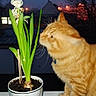 animal, cat, close_up, curious, domestic_cat, evening, flower_pot, green_leaves, indoor_outdoor, nature, night_sky, orange_cat, outdoor, pet, plant, potted_plant, tree_silhouettes, whiskers, white_flower, window_sill