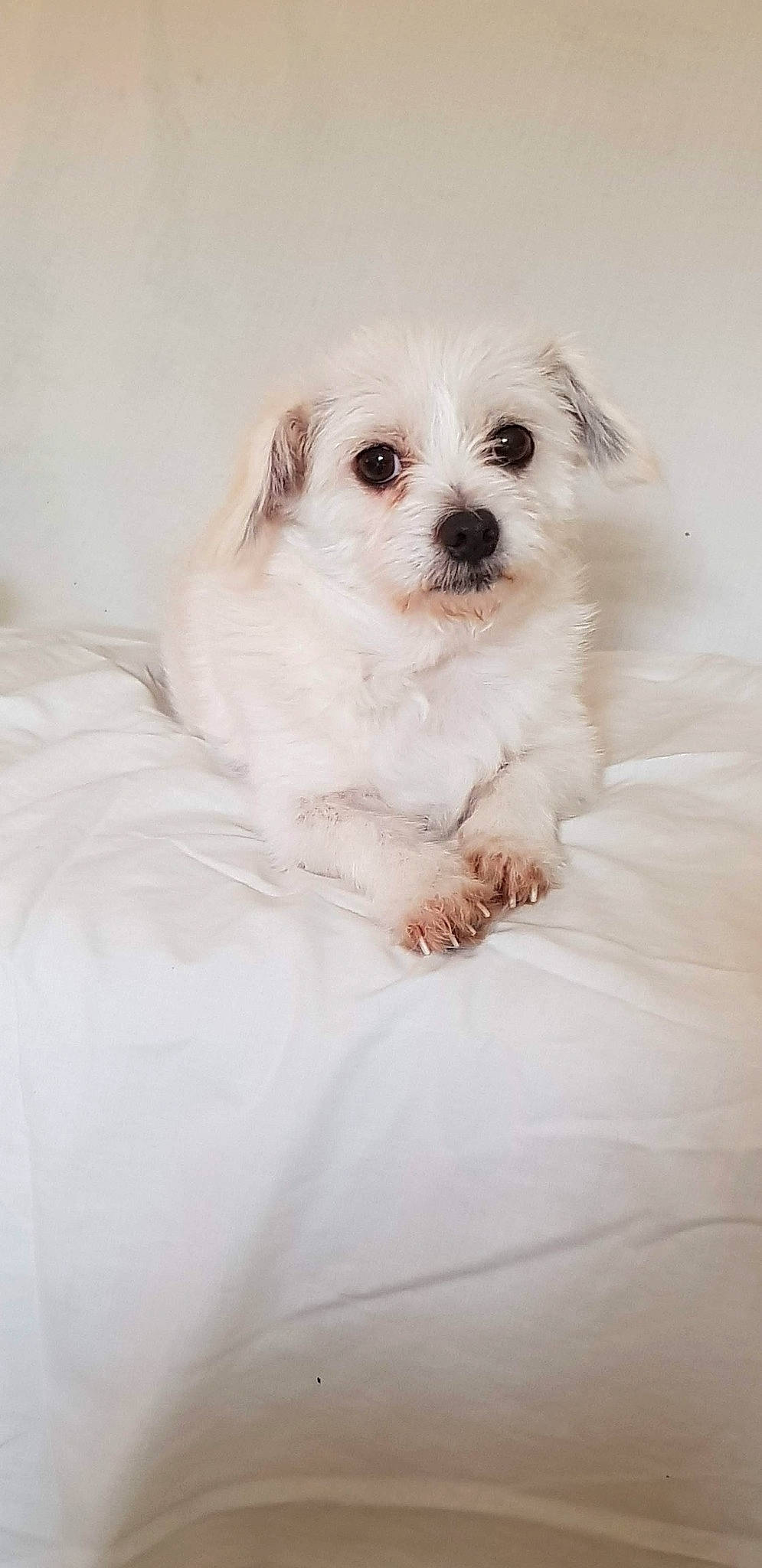 Celeste is registered to the contest to win money with this photo: canidae, carnivore, companion_dog, dog, dog_breed, dog_supply, fur, mal_shi, maltepoo, non_sporting_group, plant, small_terrier, snout, sporting_group, terrier, toy_dog, tree, whiskers, working_animal