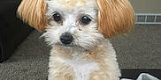 Bella is registered to the contest to win money with this photo: dog, puppy, small_dog, fluffy, light_brown, ears, black_nose, living_room, carpet, blanket, couch, furniture, cute, pet, indoor, animal, fur, alert, eyes, home