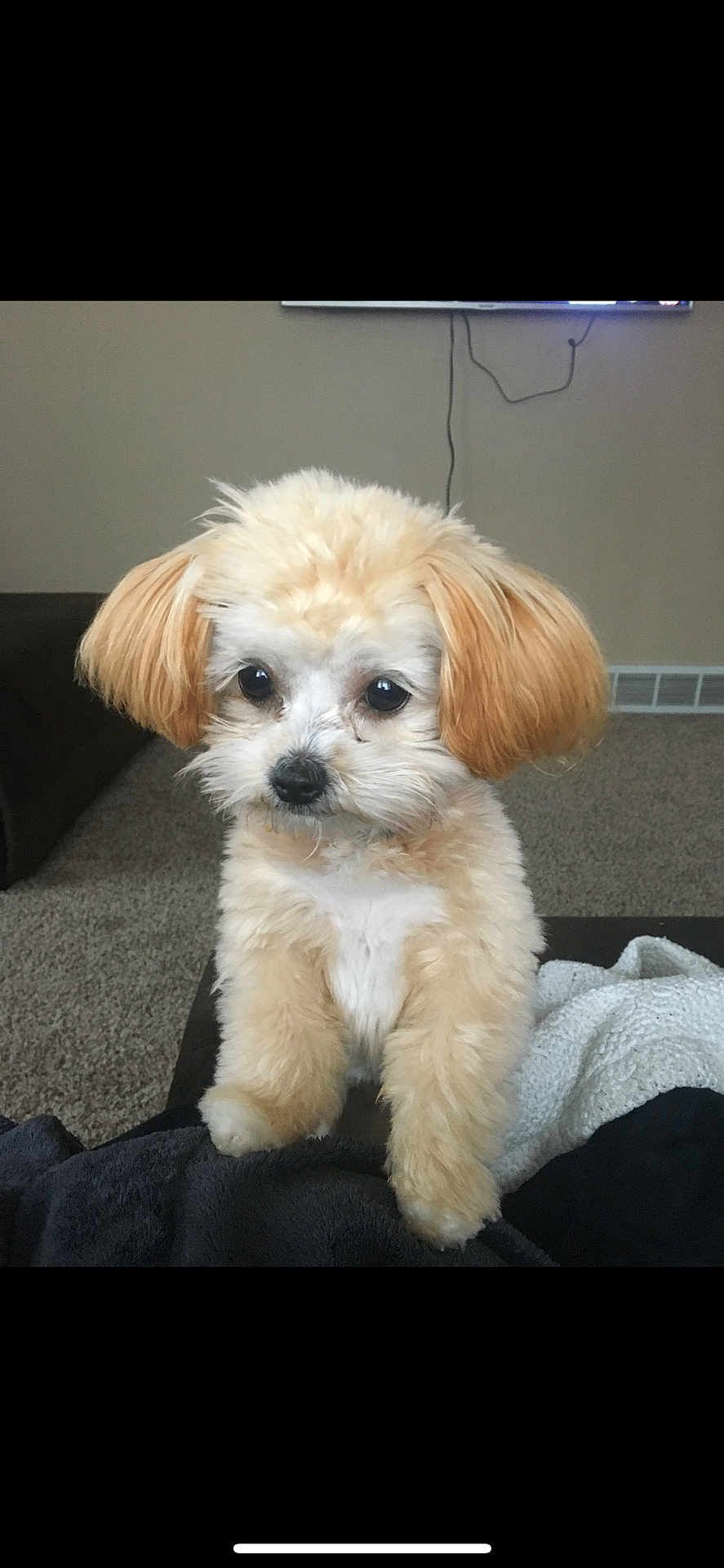 Bella