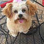 Bella is registered to the contest to win money with this photo: dog, small_dog, fluffy, tongue_out, pink_bow, outdoor, metal_table, happy, pet, cute, animal, fur, face, table, summer, daylight, playful, canine, adorable, tongue