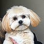 Bella is registered to the contest to win money with this photo: puppy, dog, fluffy, cream_color, pet, cute, animal, indoor, portrait, hand_holding, furry, small_dog, adorable, young_dog, companion, domestic_animal, face, ears, black_nose, closeup