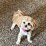 dog, small_dog, fluffy, pink_collar, carpet, indoor, toy, pet, cute, curious, standing, brown, white, animal, companion, domestic, looking, playful, alert, fur