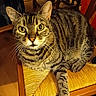 animal, cat, chair, closeup, cozy, domestic_cat, fur, furniture, indoor, looking_at_camera, mammal, pet, relaxed, sitting, striped, tabby_cat, whiskers, wood, woven_chair, yellow_eyes