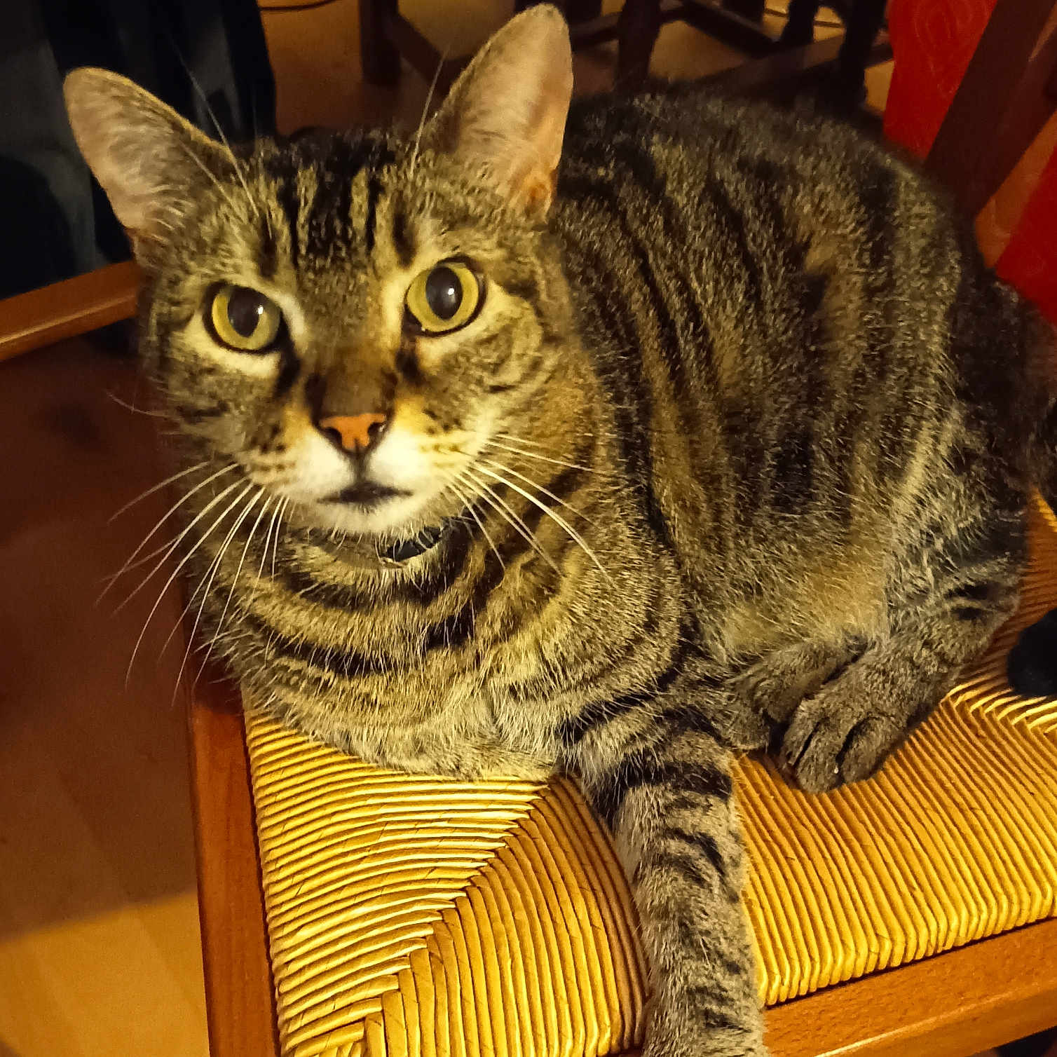 Mimi