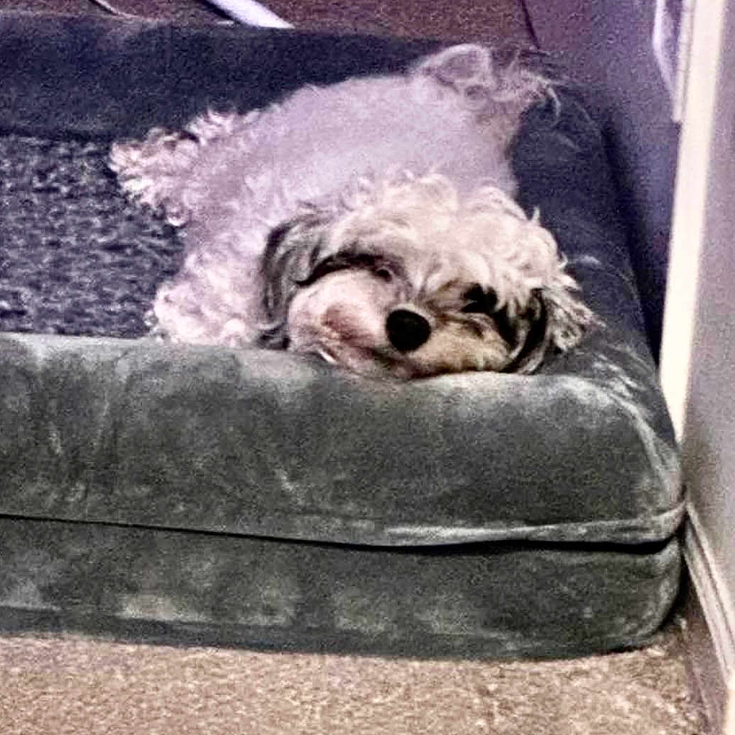 Charlie joined the competition — help win amazing prizes! animal, carpet, comfort, corner, cozy, curled_up, curly_fur, cute, dog, domestic, fluffy, fur, home, indoor, laying_down, pet_bed, relaxed, resting, sleepy, small_dog