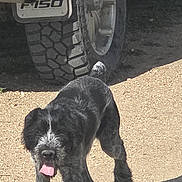 Gator is registered to the contest to win money with this photo: animal, black, canine, daytime, dirt, dog, friendly, fur, happy, nature, outdoor, pet, playful, shadow, sunlight, tire, tongue, vehicle, walking, white