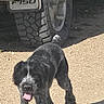 animal, black, canine, daytime, dirt, dog, friendly, fur, happy, nature, outdoor, pet, playful, shadow, sunlight, tire, tongue, vehicle, walking, white
