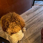 Duke is registered to the contest to win money with this photo: dog, curly_hair, toy, indoor, wooden_floor, brown_wall, pet, animal, looking_up, fluffy, fur, cute, domestic_animal, floor, house, playful, mammal, companion, canine, furniture