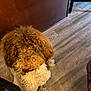dog, curly_hair, toy, indoor, wooden_floor, brown_wall, pet, animal, looking_up, fluffy, fur, cute, domestic_animal, floor, house, playful, mammal, companion, canine, furniture