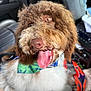 dog, canine, pet, curly_fur, brown_and_white, tongue_out, happy, car_interior, seat, leash, bandana, close_up, eyes, nose, fur, mouth, tongue, vehicle, seatbelt, joyful