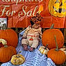 Ryleigh joined the competition — help win amazing prizes! baby, child, infant, pumpkins, autumn, halloween, harvest, orange, portrait, sitting, blanket, bow, headband, costume, outdoor, seasonal, decoration, jack_o_lantern, cozy, photography