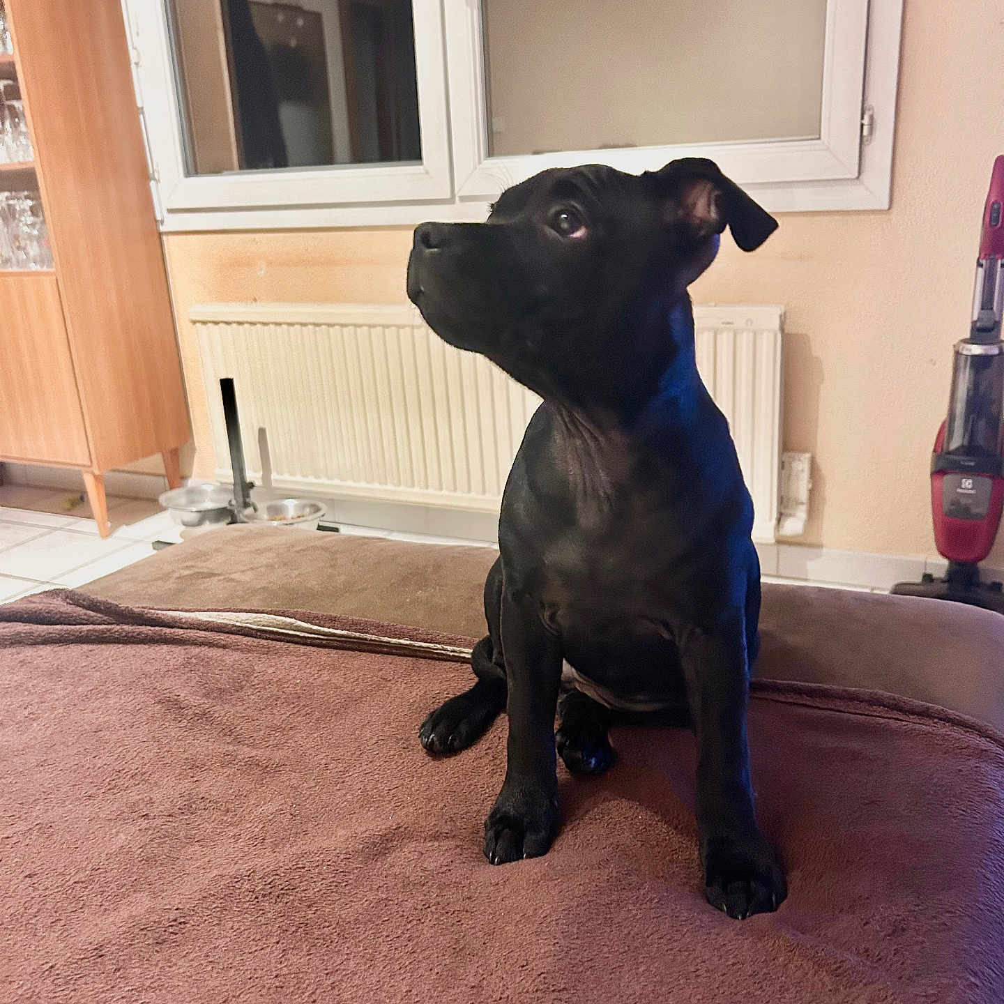 Vicky participe au concours pour gagner de l'argent avec cette photo : animal, boxer, bulldog, canine, cat, dog, dogbed, door, frenchbulldog, furniture, hardwood, indoors, interiordesign, labradorretriever, pet, pitbull, pug, puppy, snout, wood