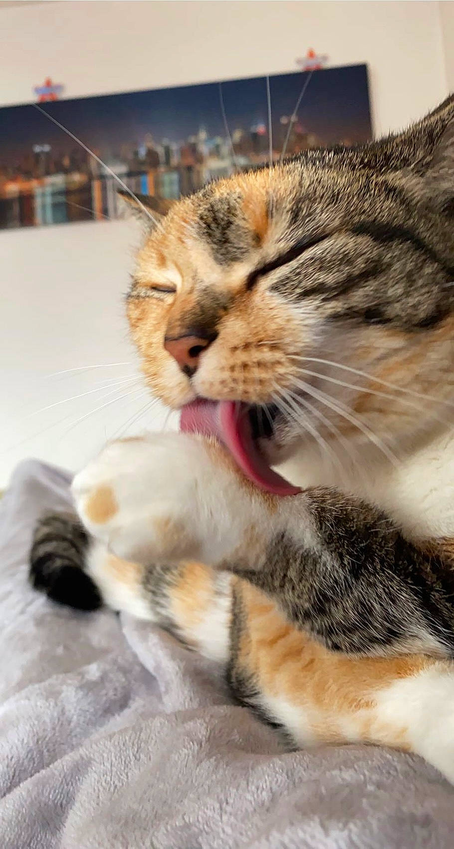 Mimine participe au concours pour gagner de l'argent avec cette photo : carnivore, cat, cat_supply, claw, comfort, domestic_short_haired_cat, felidae, foot, fur, human_leg, mammal, nap, paw, small_to_medium_sized_cats, snout, tail, terrestrial_animal, whiskers, wildlife