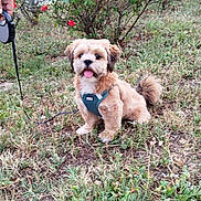 Alf a rejoint le concours — aidez-le/la à gagner de superbes lots ! animal, cute, dog, flower, fur, garden, grass, greenery, hand, happy, harness, leash, nature, outdoor, pet, puppy, red_flower, small_dog, tongue_out, walk