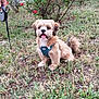animal, cute, dog, flower, fur, garden, grass, greenery, hand, happy, harness, leash, nature, outdoor, pet, puppy, red_flower, small_dog, tongue_out, walk