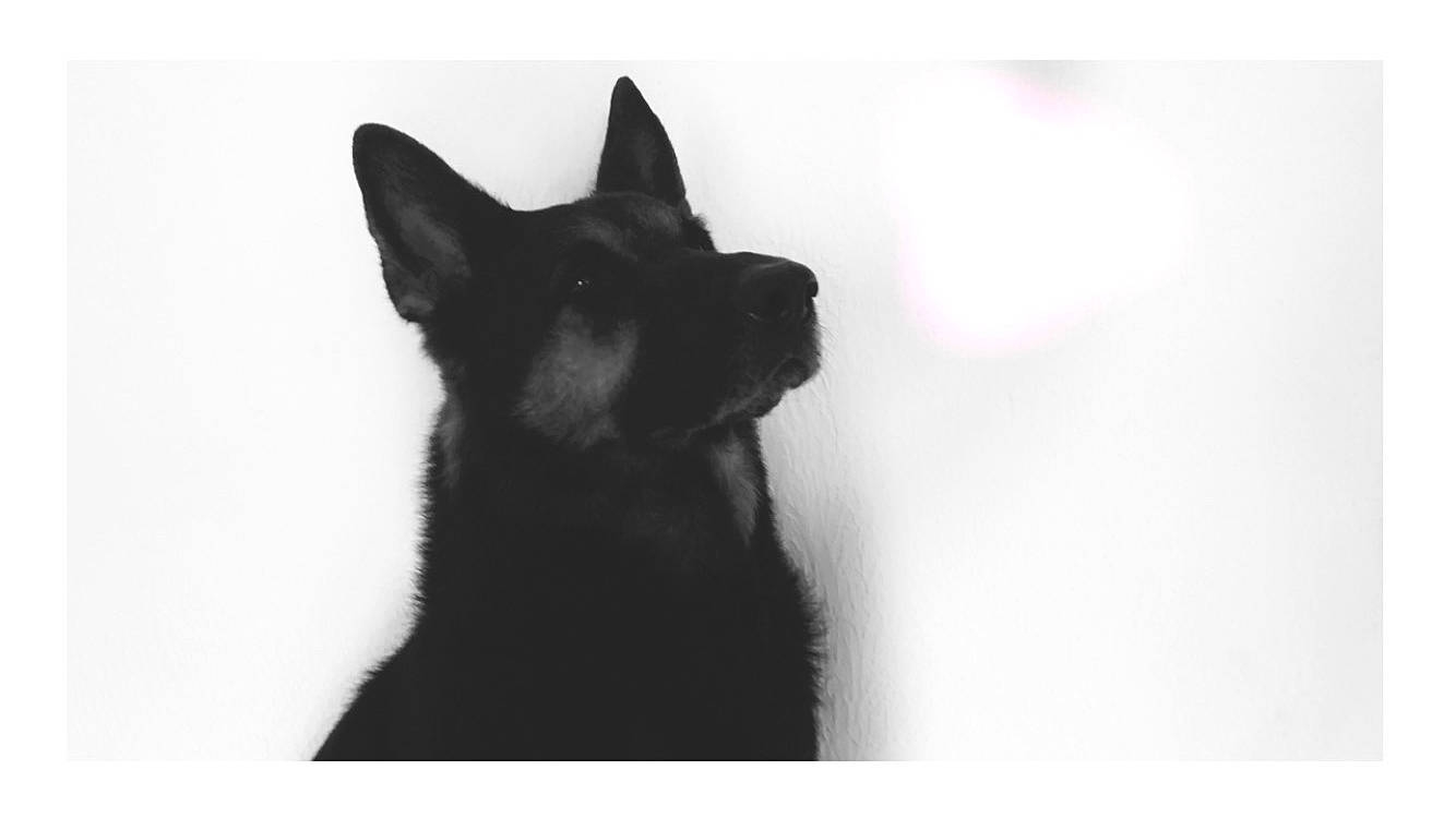 North participe au concours pour gagner de l'argent avec cette photo : black, black_and_white, black_cat, canidae, carnivore, cat, dog, dog_breed, felidae, mammal, vertebrate, white