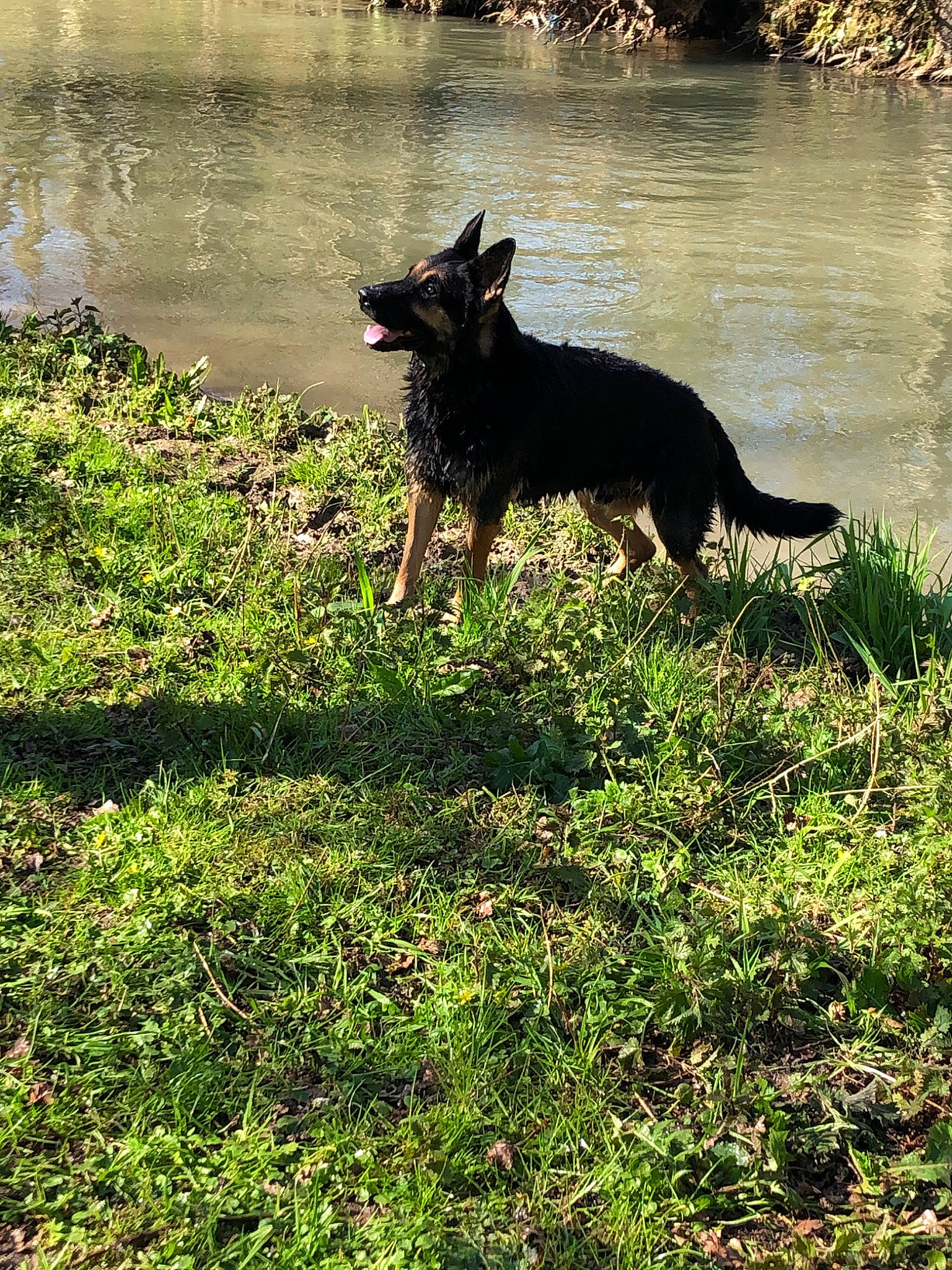 North a rejoint le concours — aidez-le/la à gagner de superbes lots ! canidae, carnivore, dog, dog_breed, east_european_shepherd, grass, hunting_dog, mammal, plant, rare_breed_dog, vertebrate, working_dog