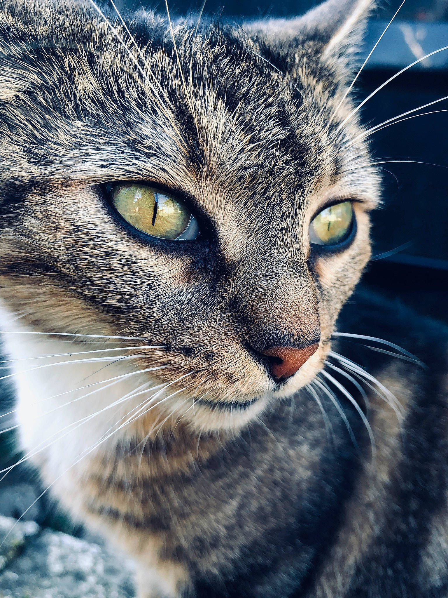 Muffin a rejoint le concours — aidez-le/la à gagner de superbes lots ! aegean_cat, american_wirehair, asian, carnivore, cat, close_up, domestic_short_haired_cat, european_shorthair, eye, felidae, fur, mammal, nose, sky, small_to_medium_sized_cats, snout, tabby_cat, vertebrate, whiskers, wildlife