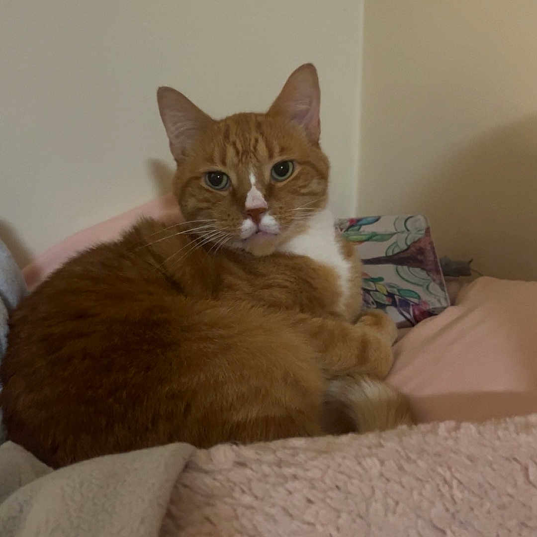 Jax joined the competition — help win amazing prizes! animal, bed, blanket, cat, cozy, curious, cute, domestic_cat, ears, feline, fur, ginger_cat, indoor, pet, relaxed, resting, sleepy, soft_texture, whiskers, white_fur